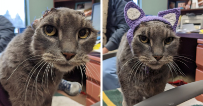 Stray Cat Gets Crocheted Ears And Finds Her Forever Home The Next Day