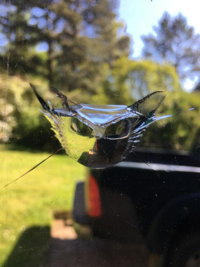 "This Chip in My Window Looks a Bit Like a Cat"