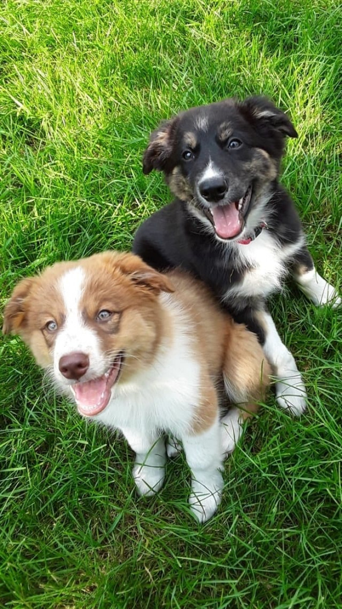 Oh, here we have double the happiness trouble!