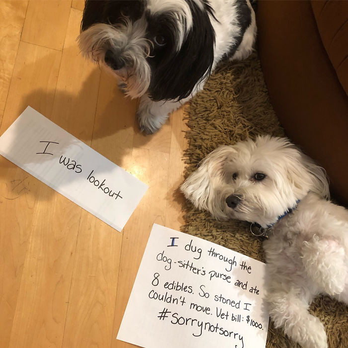 40. "Candy (Left) And Casper (Right). Casper Is Pretty Stupid. Picture Says It All"