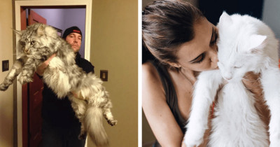 Beast Sized Cats Who Are Large and In Charge