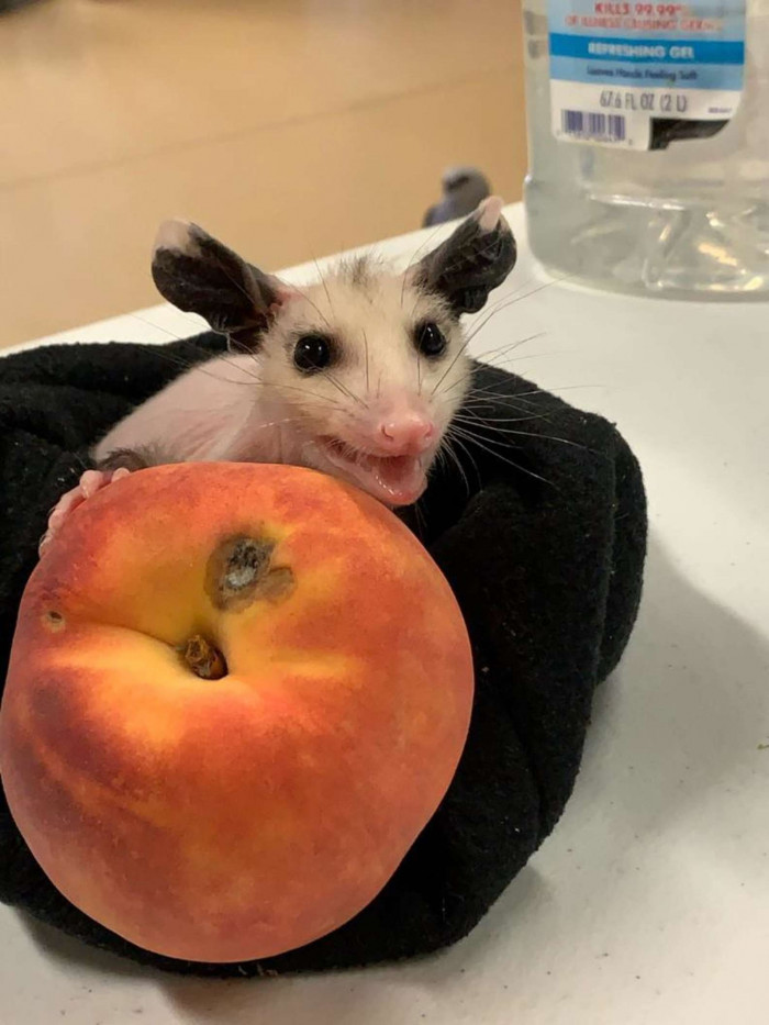 Of course, in the safety and warmth of the facility, Gail realized the baby animal was indeed a possum.