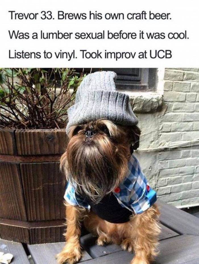 Charming dog with stylish coat, traits associated with Phil, Brooke, or Valerie