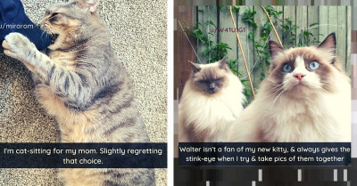 We Love Cats Too Much To Be Upset About These Jerk Choices They Make