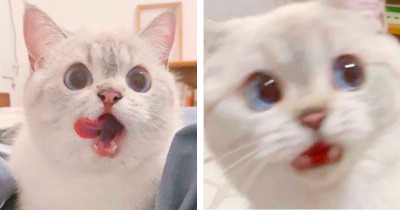 Expressive Cat Is Very Relatable