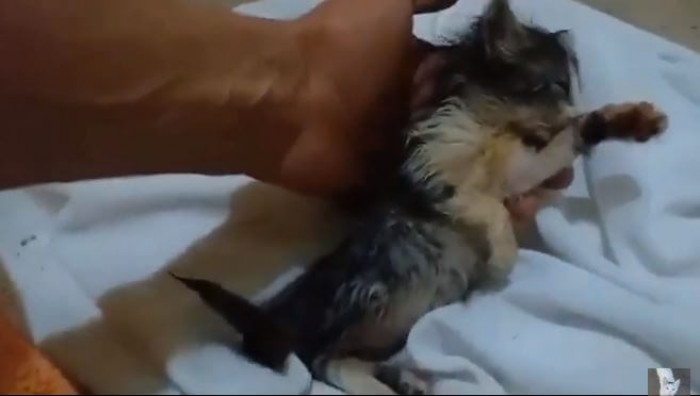 Oh, he looks so fragile