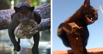 16 Pictures Showing That Scary Panthers Are Simply Oversized Cute Black Cats