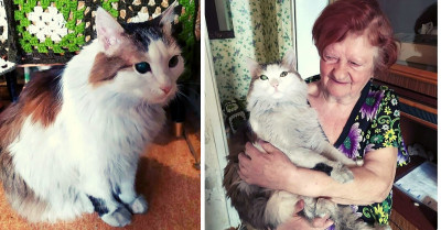 Smart Cat Woke Up Her Owner When Their Home Caught Fire and Saved Her Life