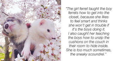 Pet Sibling Drama Is A Thing And We Are Living For It