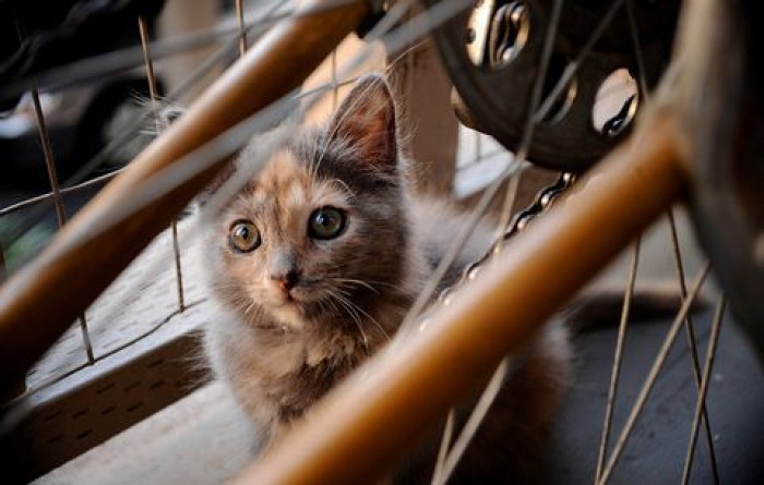Close-up of kitten kisses cyclist’s cheek, showing gratitude and affection