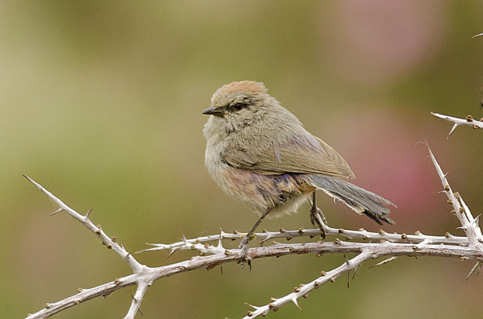 Like many others bird species, females are generally duller, and they have striking pale underparts feathers.