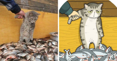 Viral Cat Memes Are Transformed Into Purr-fect Cat Illustrations