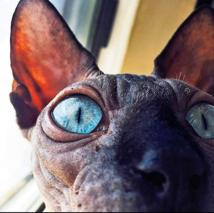 Cats On Catnip Fans Show Off Their Cats With Beautiful Eyes