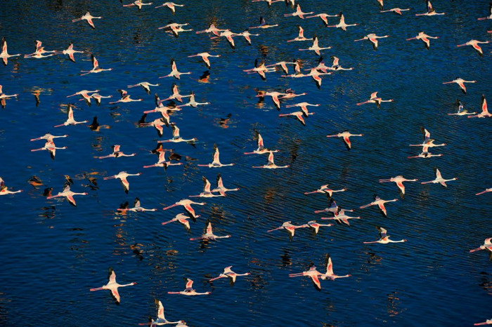 Flamingos flying over the lake