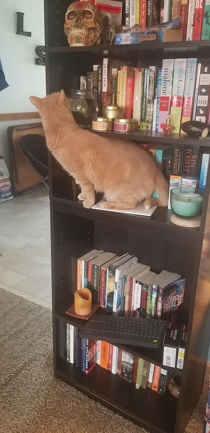 Oliver shouldn't be... on the bookshelf