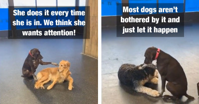 Friendly Dog Won't Stop Petting The Other Dogs At Daycare, And Their Reaction Is Just Priceless
