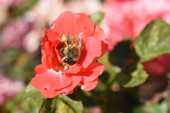 #14 Bees Get Sleepy After Drinking Nectar And Occasionally Take Naps On Flowers