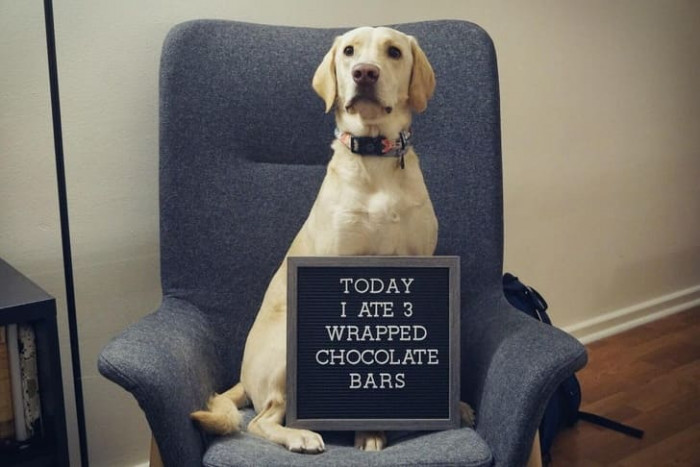 9. Well, for a dog, that's pretty bad.