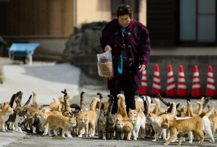 Japanese cat island sign welcoming visitors, referencing Cat Heaven Island concept