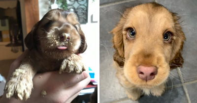 Cocker Spaniel Dog Looks Like A Real-Life Disney Character