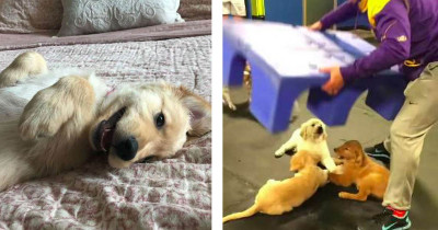 Video Of Golden Retriever Puppies Holding Hands During Playtime Has Gone Viral