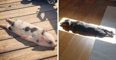 30 Photos of Pets Recharging Their Batteries in the Sunshine