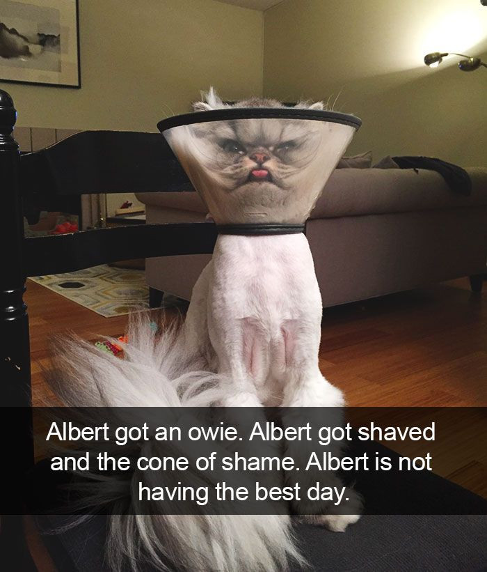 A Huge Collection of The Most Hilarious Cats On Snapchat