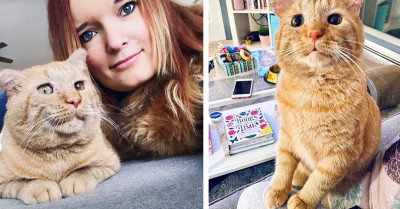 Woman Convinces Landlord That Her Rescue Cat Is Worth Breaking The 'No Pets' Policy For