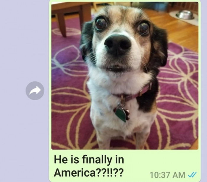 The pupper senses are tingling!