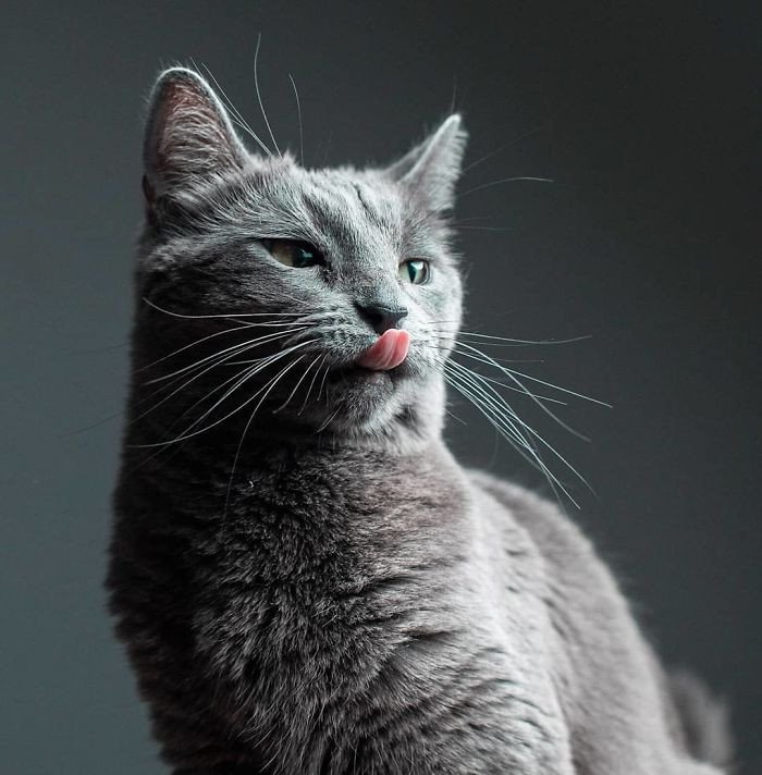 Cat watching attentively as the photographer offers treats during a photo shoot