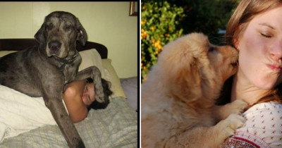 10+ Dogs Who Can't Help But Invade Their Humans' Personal Space