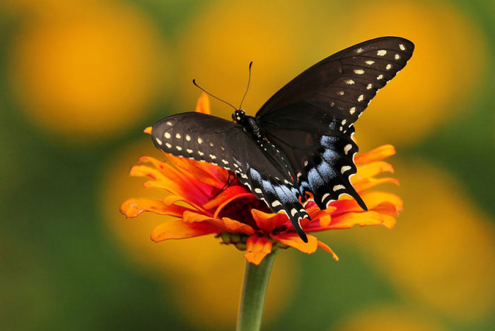 Spicebush Swallowtail After