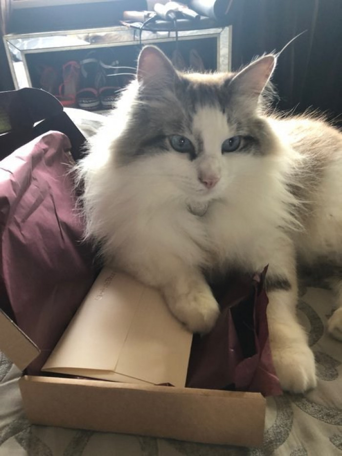 Alfie, Maple, and Lady Marmalade cats gather around a home office desk
