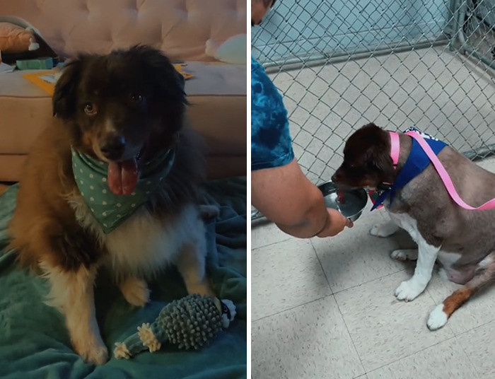 After a good bath, Ashton and his husband noticed Oat Milk's fur was extremely matted and needed to be cut off.