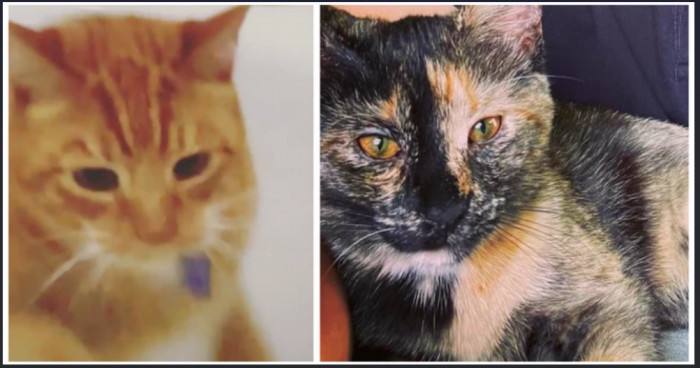 Story about two cats named Jean and Jorts