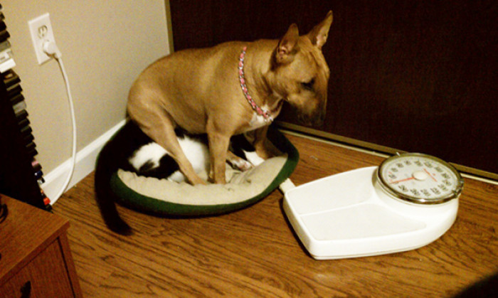 18. "Come here and tell me how much I weigh"