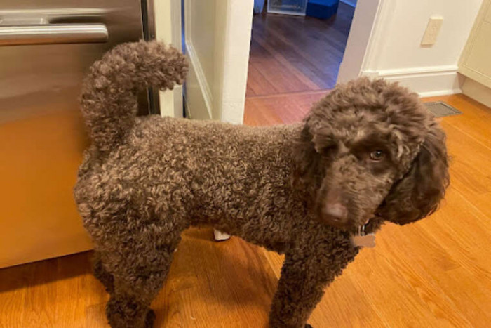 Cannoli, Luna, and Guava appear together, possibly cats posed near a window.