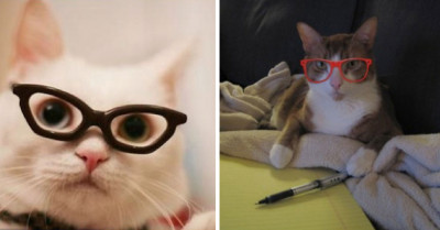 15 Cool Cats Are Going For The Hipster Look With Spectacles