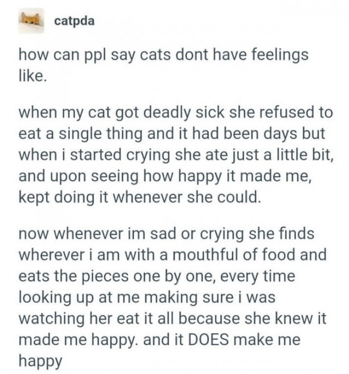 11. Cats do have feelings