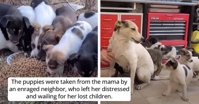 Mama Dog Gets Reunited With Her Puppies, And Her Happiness Is Beyond Words
