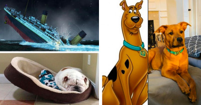 Dogs and Their Look-Alikes Are Hilariously Submitted to the Latest Dog Challenge