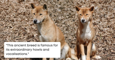 Scientists Spot a Rare Breed of Singing Dogs, Which Were Speculated to Be Extinct, in the Wild After 50 Years