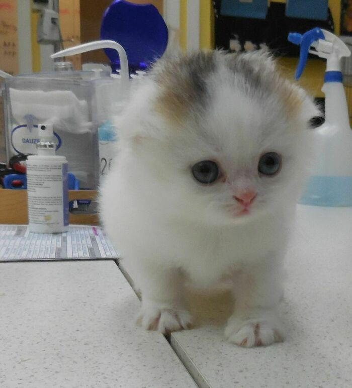 This is a super rare Calico that has been brought to the vet clinic for a little check up