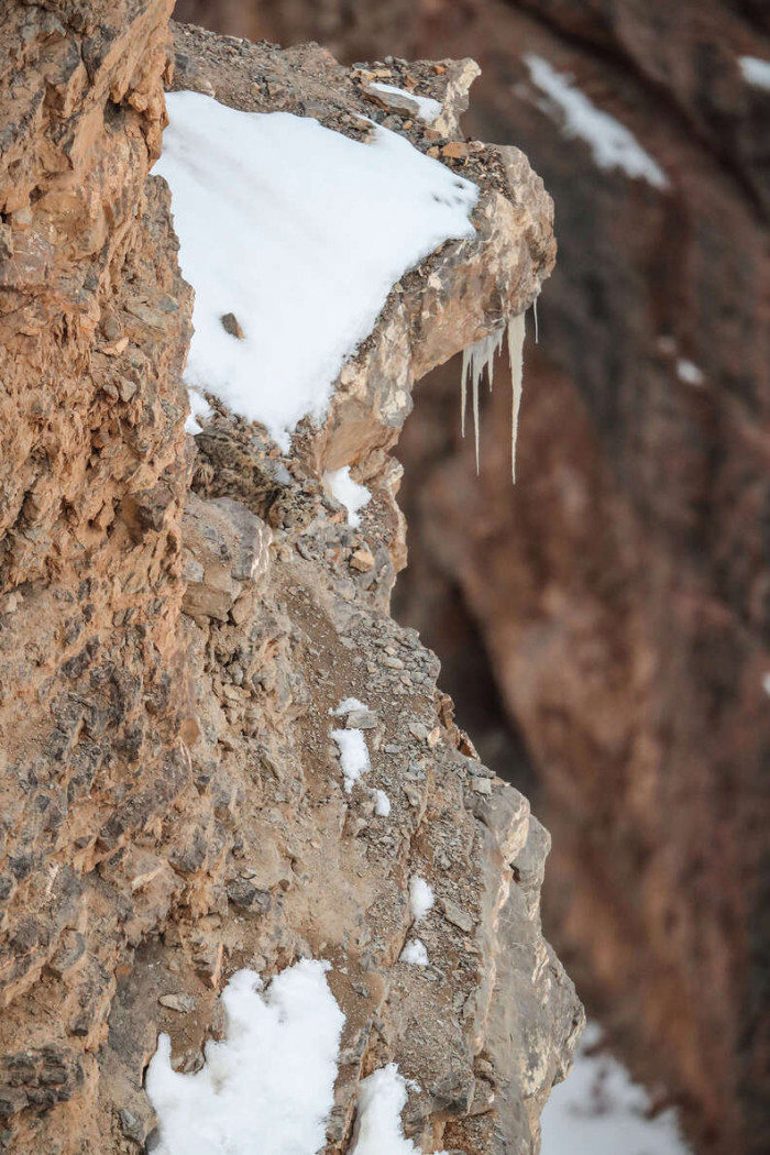 Find the Snow Leopard