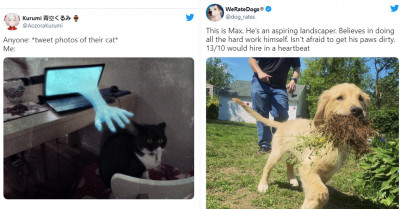 20+ Images Of The Funniest Tweets About Cats And Dogs That Will Crack Up Your Day