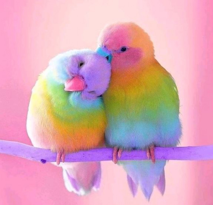 Meet The Rosy-Faced Lovebirds With The Most Striking Hues