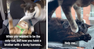 Ridiculous Cats Are Not Living In Harmony With Their Pet Siblings Despite Their Humans' Hopes