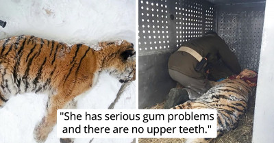 Desperate Wild Tigress Sought Help From Humans