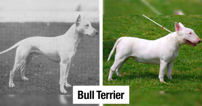Some Dog Breeds Have Changed Dramatically in The Past 100 Years