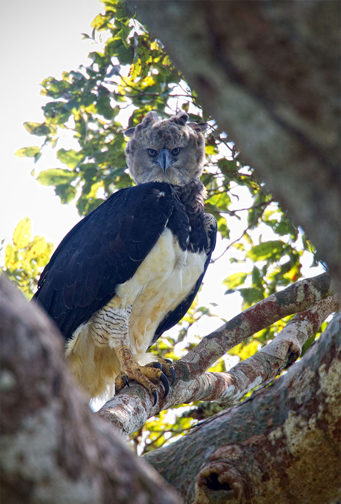 Marvel At The Exceptional Beauty, Size, and Majesty Of The Harpy Eagle